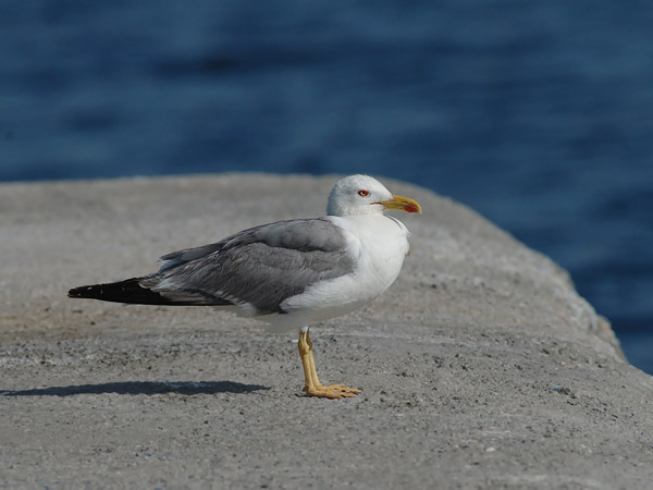 Etelänharmaalokki, Yellow-legged Gull, Larus michahellis